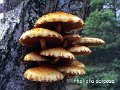 Pholiota adiposa-amf1430-1